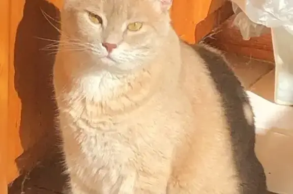 Help Find Alani: Lost Tan Tiger Cat