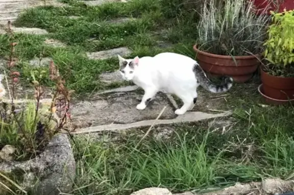 Chatte perdue à Crozant, très sociable - photo