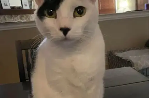 Help Find Thea: Lost Shy Cat in Texas