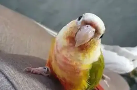 Conure ananas perdue Rue Rabelais - photo
