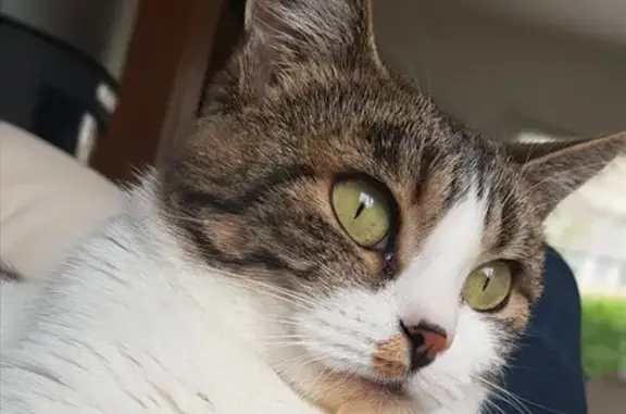 Animaux perdus , photo: Chatte tigrée-blanche perdue à Eppe-Sauvage