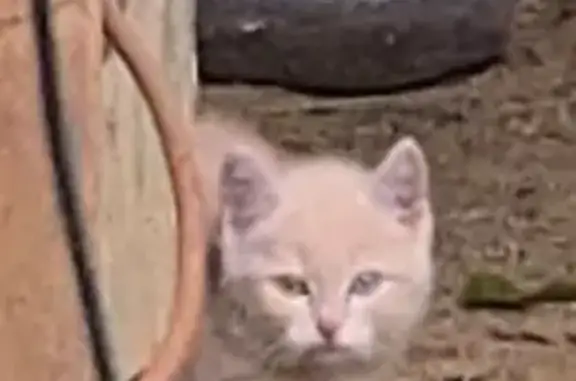 Chat trouvé Valherbasse, photo: Chaton roux 3 mois trouvé à Valherbasse