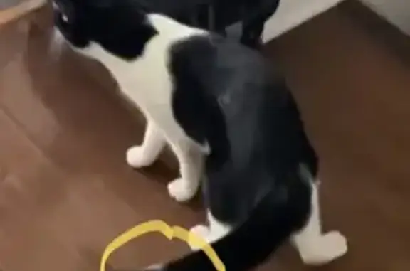 Lost: Black & White Cat in Brampton, ON