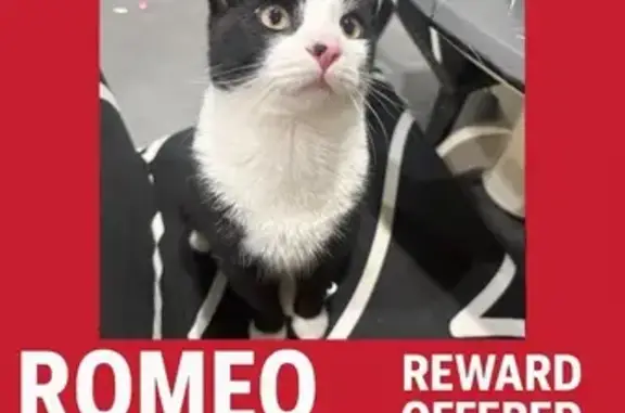 Lost Cat: Black & White with Yellow Eyes