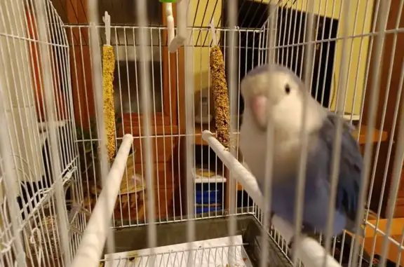 Búsqueda de mascotas, foto: Agaporni Azul Hallado en Madrid