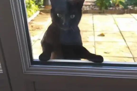 Chat noir perdu, rue Per Jakez Helias - photo