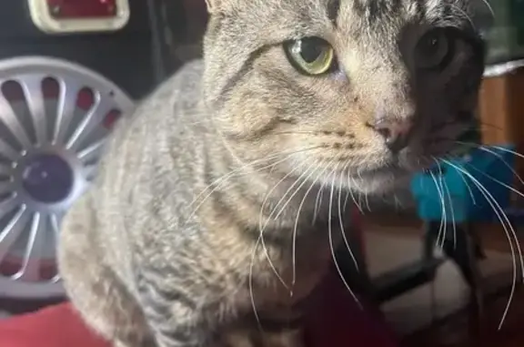 Lost Cat: Tobby, Last Seen in Far Rockaway