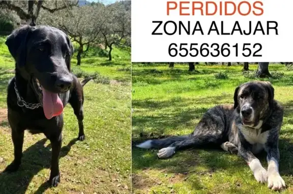 Perros Perdidos en Los Madroñeros, Andalucía