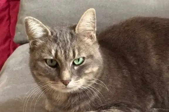 Chat trouvé , photo: Chatte grise trouvée à Arles-sur-Tech