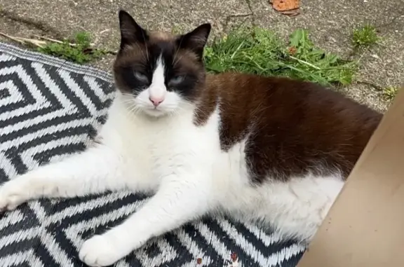 Chat perdu, Bretignolles-sur-Mer, photo: Chat perdu à Bretignolles-sur-Mer