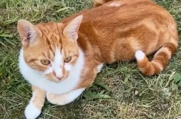 Lost Ginger Cat in Pear Tree Area