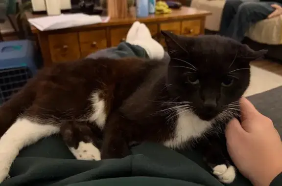 Lost pets Costessey, photo: Lost Cat: Bent Ear, Howls in Costessey