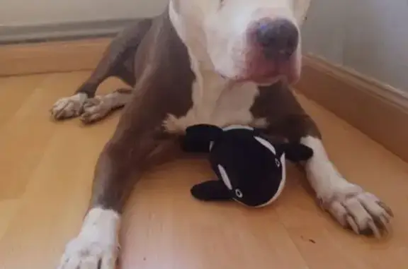 Pitbull Mayor Perdido en Ronda del Guinardó