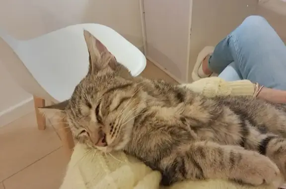 Animaux trouvés Béziers, photo: Chatonne tigrée câline trouvée à Béziers