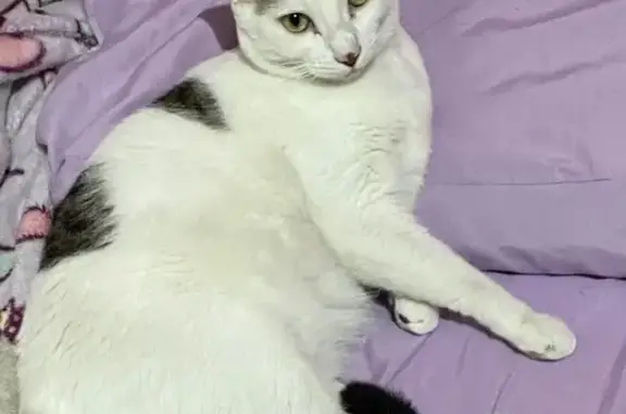 Gata Perdida: Blanca y Atigrad...