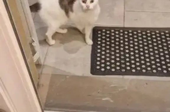 Animaux trouvés Audruicq, photo: Chat mâle castré sociable trouvé à Audruicq