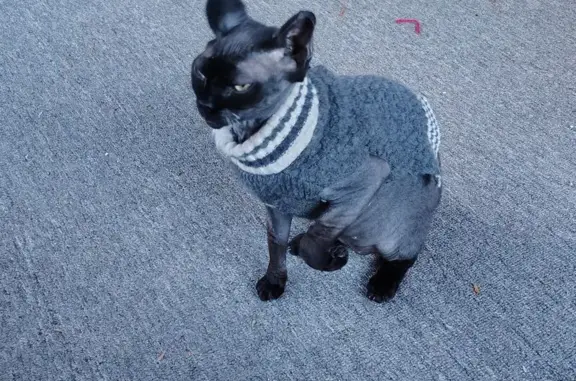 Found pets Muskegon, photo: Found Black Hairless Cat on Washington Ave
