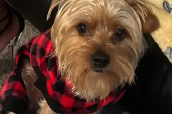 Lost Grey Dog in Green Shirt - Cross Roads