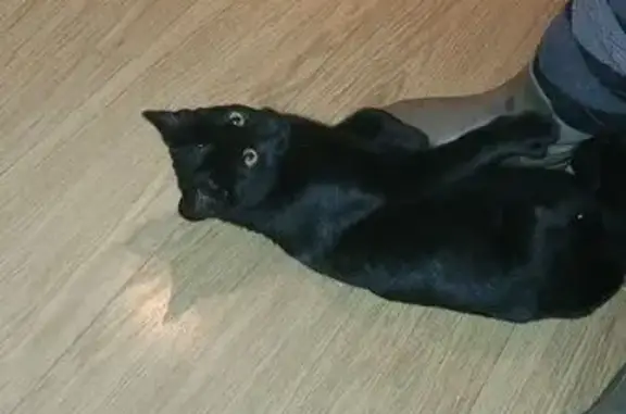 Chat trouvé Craon, photo: Chat noir trouvé, sécurisé à Craon