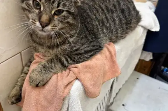 Зникла кішка на вул. Івана Петраша, Яремче