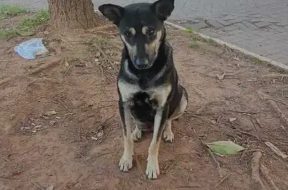 cachorro encontrada