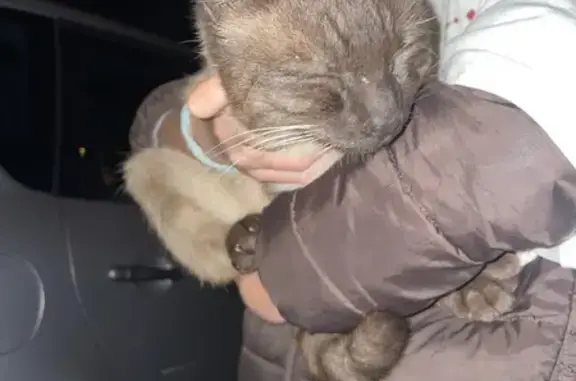 Animaux trouvés , photo: Chat beige/marron trouvé à St-Philbert-de-GL