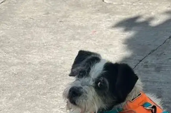 Perro pequeño hallado en CDMX: negro/blanco