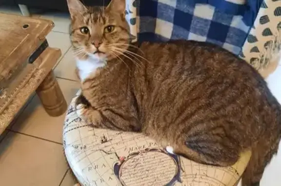 Chat tigré roux perdu à Sulniac - photo