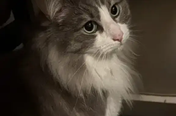 Missing Cat: Grey/White, Green Eyes, Mitcham