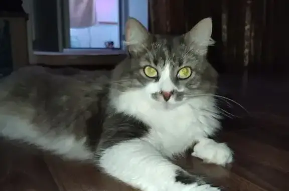 Зникла пухнаста кішка з мікрочіпом у Яворові
