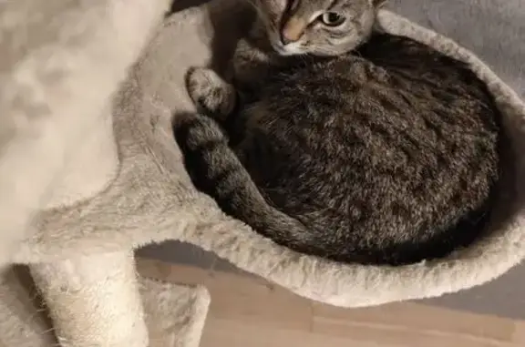 Chat tigré gris perdu à Bailleul - photo