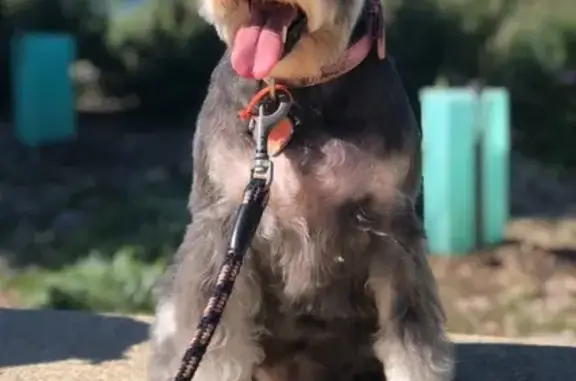 Missing dog Busselton, photo: Lost Dog Bonnie: Black with Pink Collar