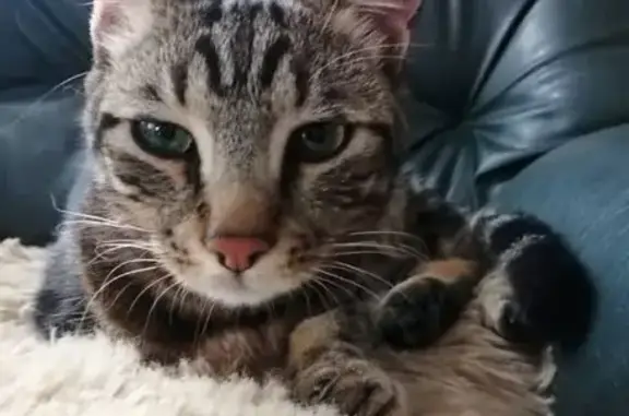 Chat tigré trouvé à La Châtre - photo