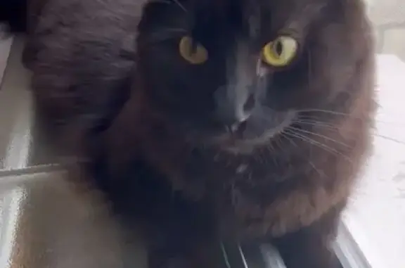 Animaux perdus Colombes, photo: Petit chat noir perdu à Colombes