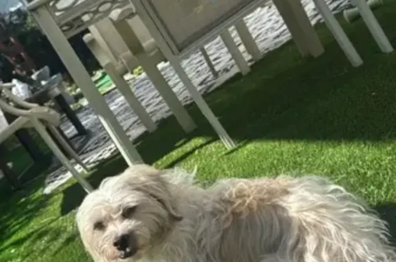 Lost pets , photo: Lost Maltese: White & Beige, Vermont St.