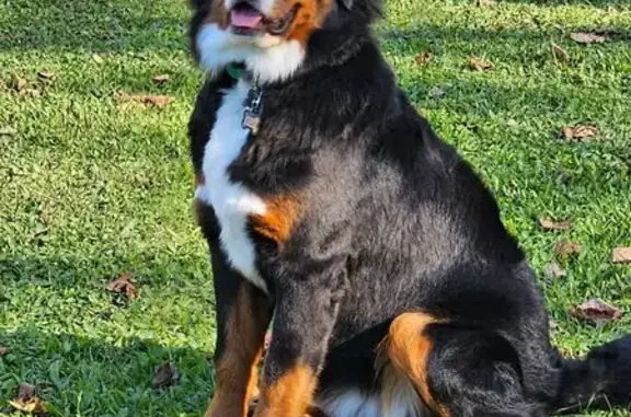 Lost Dog in Port Byron: Cort 19B, 9956