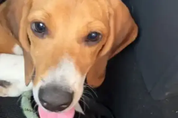 Lost Dog: Unique Nose, Has Chip, Sunrise