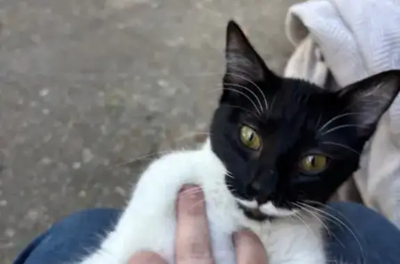 Found Cat Near Cantrell McDona...