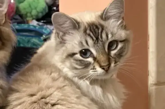 Lost Lynx Siamese Mix: Josie on Sherman Ave