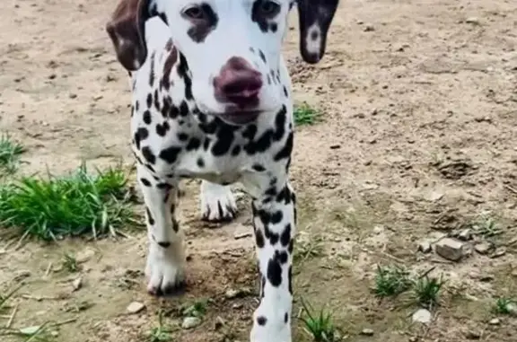 Liver-Spotted Dalmatian Lost in Altamont