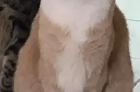 Lost pets Bell, photo: Lost 15-Year-Old Cat: Beige & White