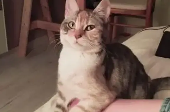Chat perdu, , photo: Chatte tigrée perdue à Chaudefonds