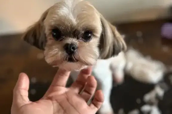 Lost pets Houston, photo: Friendly Lost Dog: White & Brindle in Houston