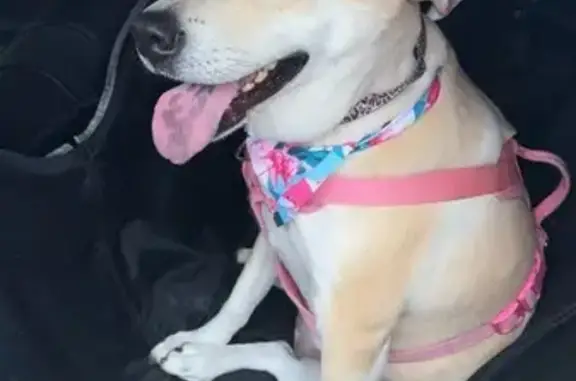 Lost Golden Dog: Pink Harness, Blue Leash