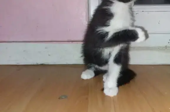 Chatte Tuxedo perdue à Vigneux-sur-Seine - photo