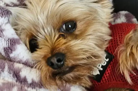 Lost Mini Yorkie on South River Rd, Grottoes