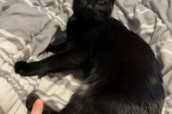 Lost Black Cat: Yellow Eyes, Henry St.