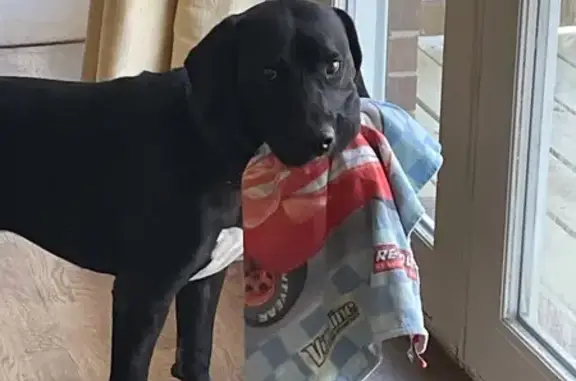 Missing dog Leawood, photo: Lost Black Lab Mix on West 137th Terrace