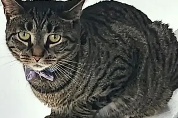 Lost pets Whitmore Lake, photo: Help Find Cleo: Missing Indoor Cat