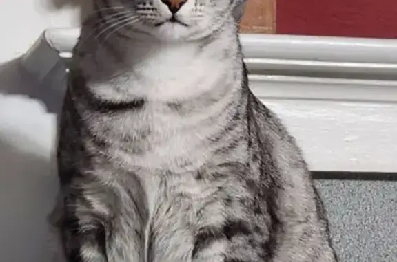 Lost pets Medford, photo: Lost Cat: Gray & White, S. Holly St, Medford